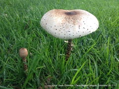 Macrolepiota colombiana