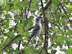 Herpsilochmus longirostris