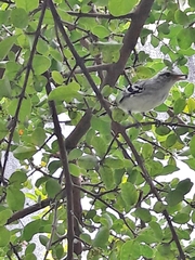 Herpsilochmus longirostris
