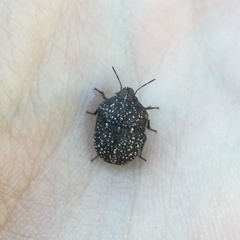 Psacasta exanthematica