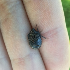 Psacasta exanthematica