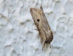 Spodoptera albula