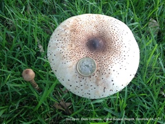 Macrolepiota colombiana