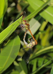 Sympetrum striolatum