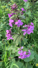 Lunaria annua