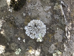 Physcia tribacia