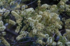 Combretum albidum
