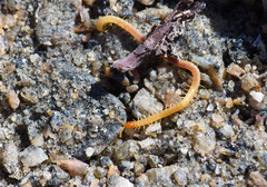 Geophilus proximus