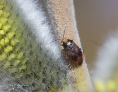 Agnocoris rubicundus