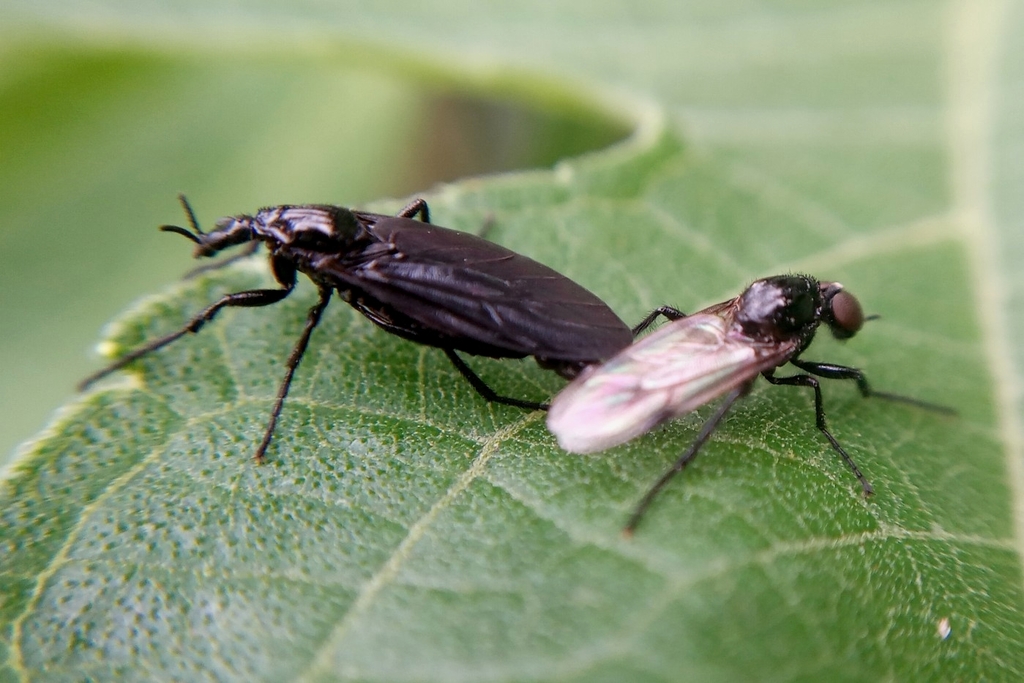 Dilophus trisulcatus