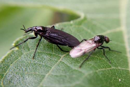 Dilophus trisulcatus