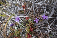 Gentianella auriculata
