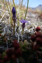 Gentianella auriculata