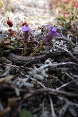 Gentianella auriculata