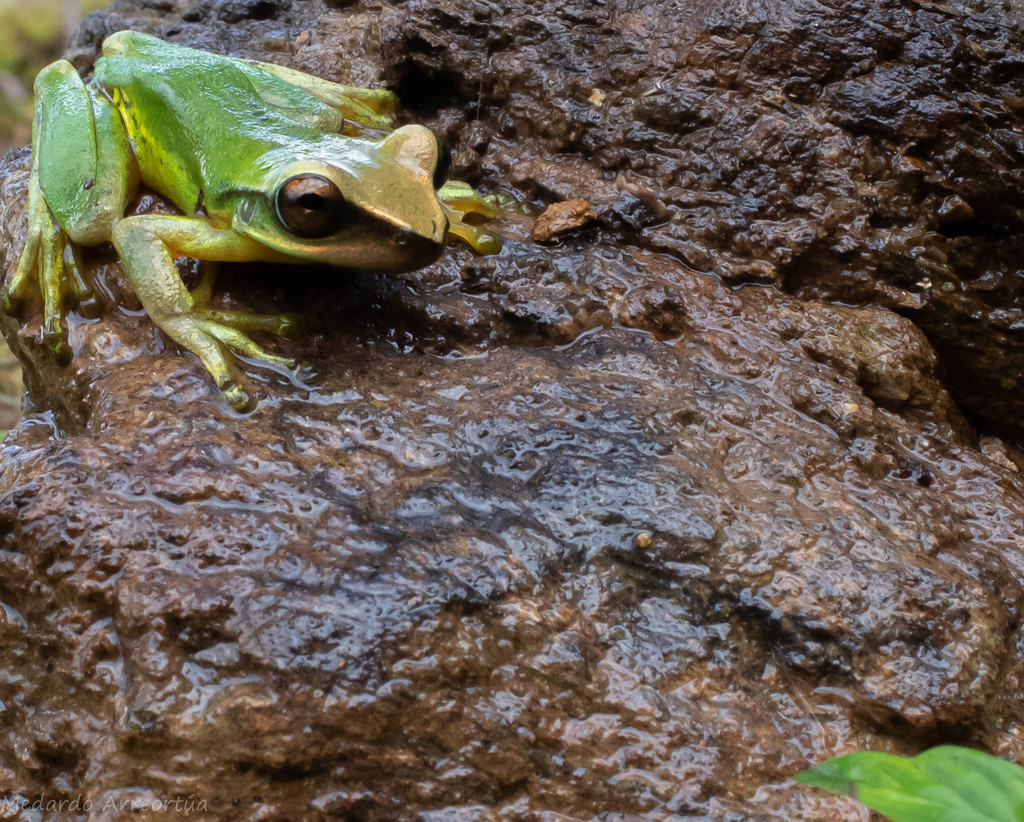 Esperanza Treefrog