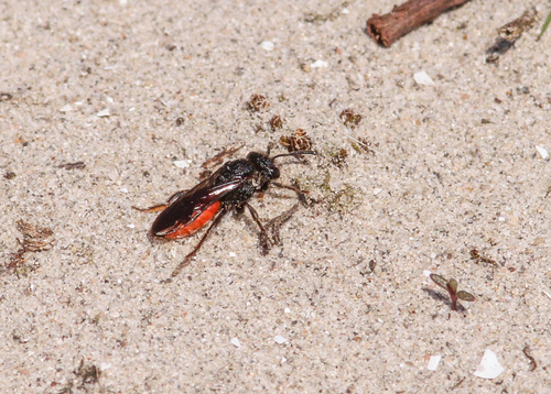 White-lipped Blood Bee, Botlek, Rotterdam, Nederland, photo 4 of 10