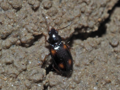 Elaphropus quadrisignatus