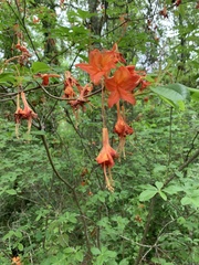 Rhododendron austrinum
