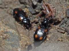 Elaphropus quadrisignatus