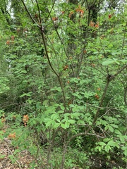 Rhododendron austrinum