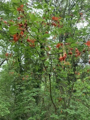 Rhododendron austrinum