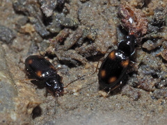 Elaphropus quadrisignatus