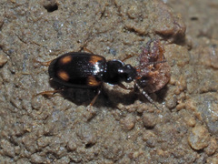 Elaphropus quadrisignatus