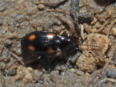 Elaphropus quadrisignatus