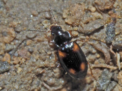 Elaphropus quadrisignatus