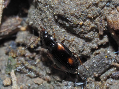 Elaphropus quadrisignatus