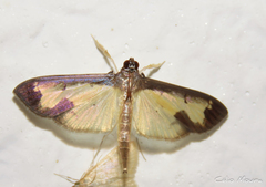 Mesocondyla dardusalis