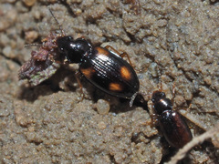 Elaphropus quadrisignatus