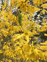 Forsythia suspensa