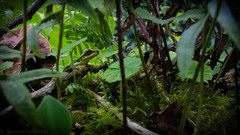 Charadrahyla esperancensis