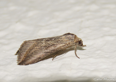 Noctuidae