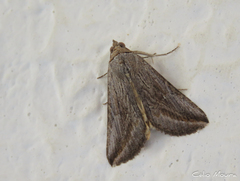 Noctuidae