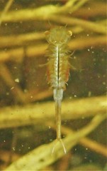 Eubranchipus