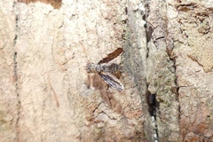 Callopistromyia strigula