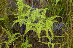 Gleichenia dicarpa