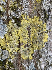 Xanthoria parietina