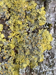 Xanthoria parietina