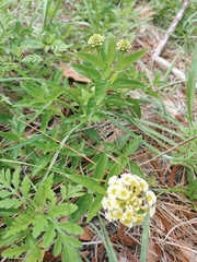 Lantana depressa