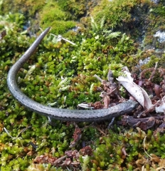 Batrachoseps gregarius