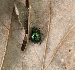 Canthon viridis