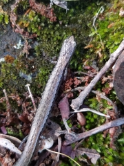 Batrachoseps gregarius