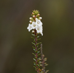 Epacris pauciflora