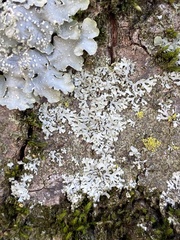Phaeophyscia orbicularis