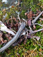 Batrachoseps gregarius