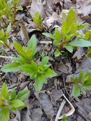 Eupatorium cannabinum