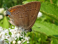 Satyrium edwardsii